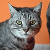 MINOU