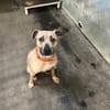 LAIKA