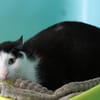 CHUPA