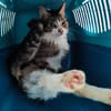 Myrtille