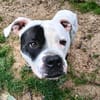 TYSON