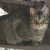 MINET