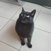 Phoebe