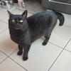 Phoebe
