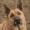 ARKO