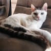 BLANCO (RESERVE)
