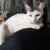BLANCO (RESERVE)