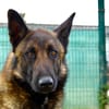 Saphir (en cours d'adoption)
