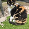 MINETTE