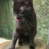 BLACKY