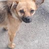 Isolde, klein, zuckersüß sucht Zuhause