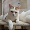 LEO A17088