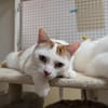 LEO A17088
