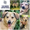 JAMIL * herziger kleiner Kumpel