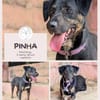 Pinha - Herzenshündin auf vier Pfoten