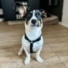 Snoopy ist ein verschmustes Zwergerl