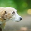Gerettete Bea sucht ein Zuhause