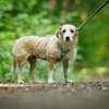 Gerettete Bea sucht ein Zuhause