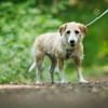 Gerettete Bea sucht ein Zuhause