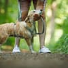 Gerettete Bea sucht ein Zuhause