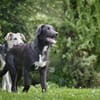 Gladio sucht Ihre Aufmerksamkeit