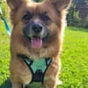 Benson sucht ein ruhiges Zuhause