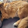Benson sucht ein ruhiges Zuhause