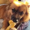 Benson sucht ein ruhiges Zuhause