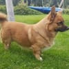 Benson sucht ein ruhiges Zuhause