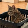 Unser zartes Katzenseelchen Findus