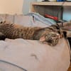 Unser zartes Katzenseelchen Findus