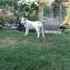 Lissy sucht ein liebevolles Zuhause