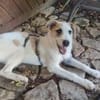 Lissy sucht ein liebevolles Zuhause