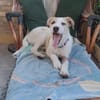 Lissy sucht ein liebevolles Zuhause