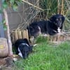 Die liebe❤Aymee❤sucht ihre Menschen
