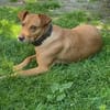 ❤ Sanfte Holly sucht ruhiges Zuhause