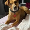 ❤ Sanfte Holly sucht ruhiges Zuhause