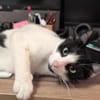 Unser Kuschelkater und Charmeur Felix