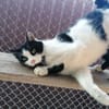 Unser Kuschelkater und Charmeur Felix