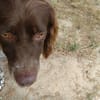 CESAR