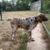 CESAR