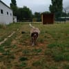 CESAR