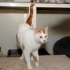 LEO A17088