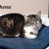 Athéna