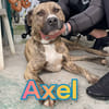 AXEL giovane mix pittbul