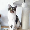 Leyla