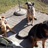 Eco- der perfekte Familienhund