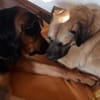 Eco- der perfekte Familienhund