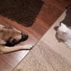 Eco- der perfekte Familienhund