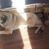 Eco- der perfekte Familienhund